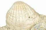 Fossil Marine Bivalve Mollusc Cluster - Gironde, France #302977-2